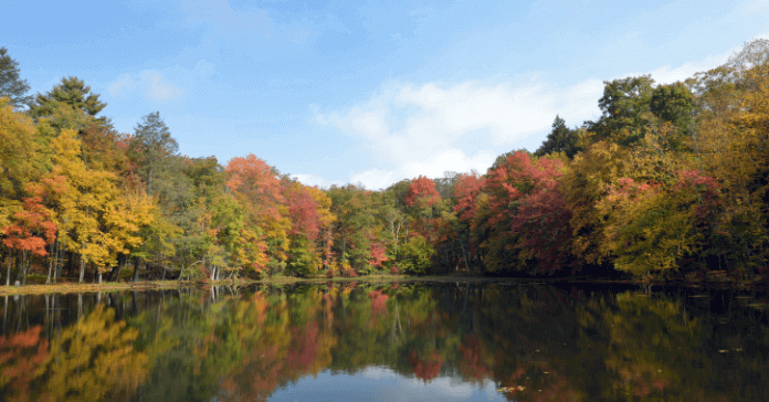 Fall Foliage